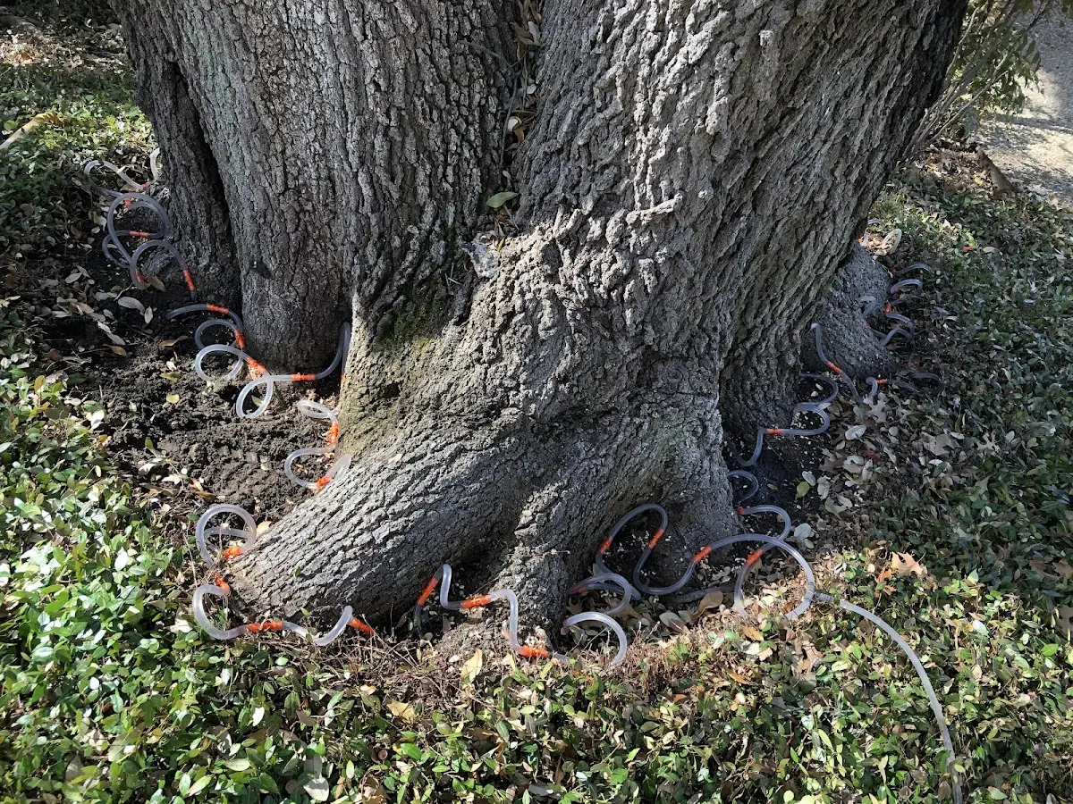 Detailed Tree Cabling and Bracing job site in West Hartford