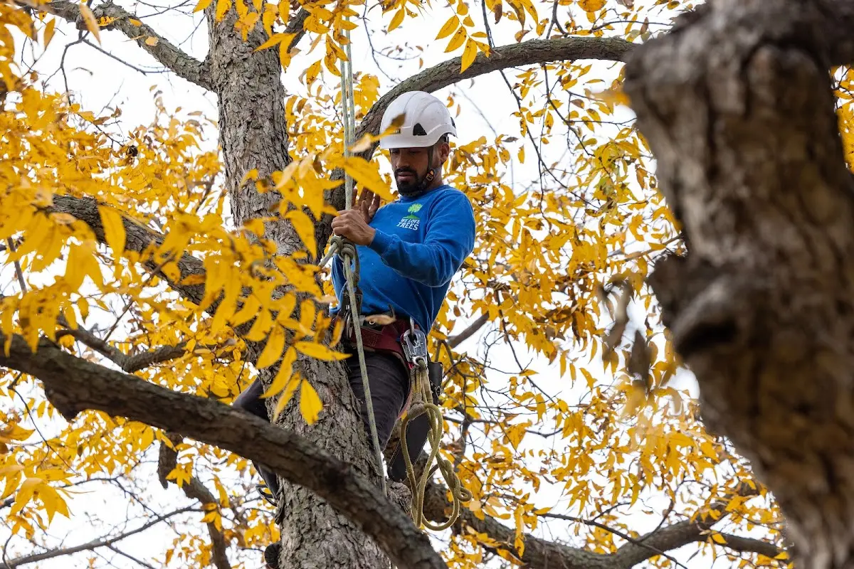 Skilled Storm Damage Cleanup crew working in West Hartford